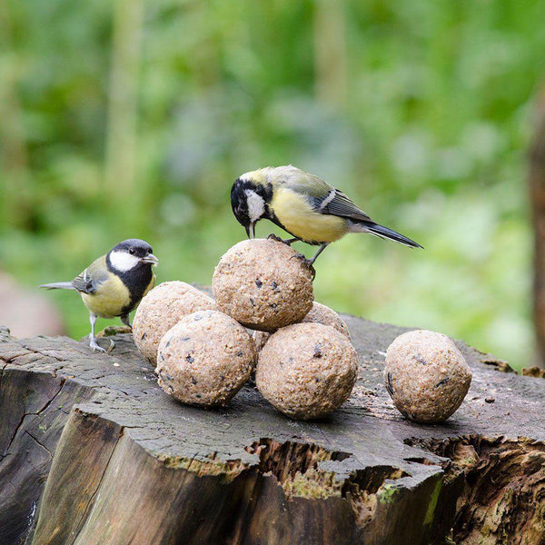 Vogelbescherming - vetbollen met insecten 30 stuks (Emmer)
