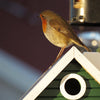 Vogelhuisje Stugan Plus 2-in-1 Lariks-hout | Wildlife Garden