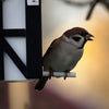 Vogelhuisje Korsvirke Svart 2-in-1 Lariks-hout | Wildlife Garden