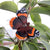 Decoratief Vlinderbeeldje Atalanta – Houten Tuindecoratie | Wildlife Garden