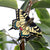 Decoratief Vlinderbeeldje Koninginnepage – Houten Tuindecoratie | Wildlife Garden