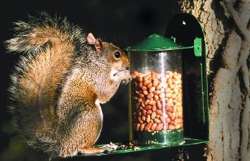 Eekhoornvoederhuisje Metaal Groen – Weerbestendig Voederhuis | CJ Wildlife