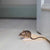 Houten Deurstopper Muis - Decoratief & Functioneel | Wildlife Garden