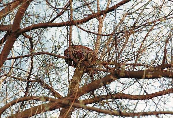 Nestmand van wilgentenen voor roofvogels, uilen en ooievaar – foto 6