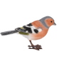Vink
