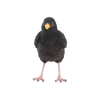 Merel