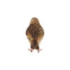 Zanglijster