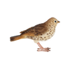 Zanglijster