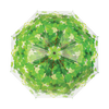 Paraplu boomkroon