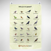 Vogel Afstreep-Poster A3 – Vogels Spotten voor het Raam | Inevo – foto 2