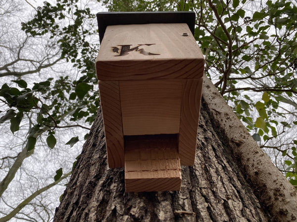 Kooprijk - Vleermuis