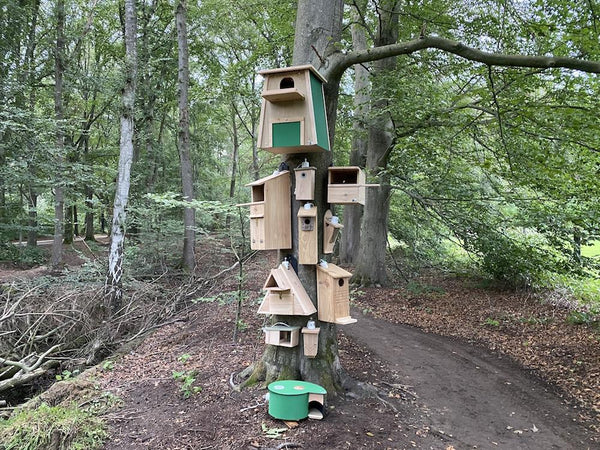 CaptureWILD - Roodborst