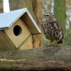 Steenuil Nestkast Vurenhout met Zinken Dak | Esschert Design