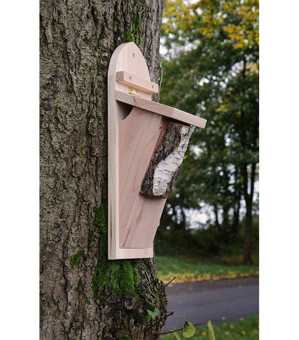 Tree Creeper Box