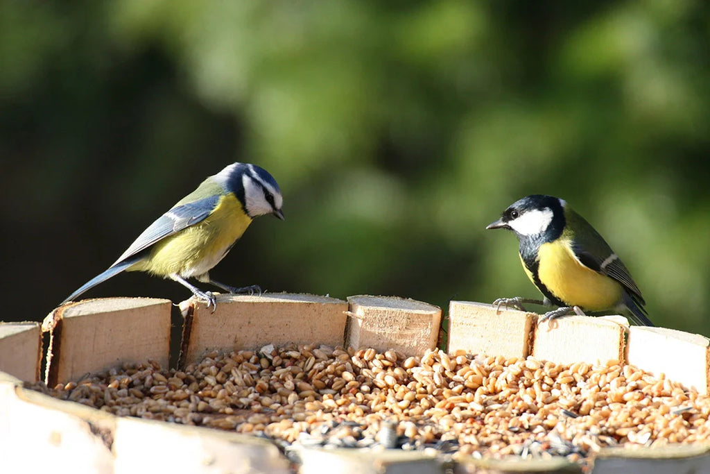 Vogelvoer in de zomer