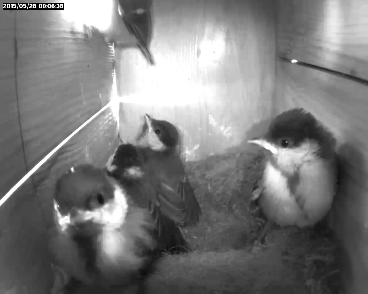 Webcam live vogelhuisjes