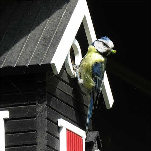 Vogelhuisje Black Cottage 2-in-1 Lariks-hout | Wildlife Garden