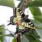 DecoButterfly - Koninginnepage