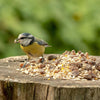 Vogelbescherming - Roodborstjesvoer