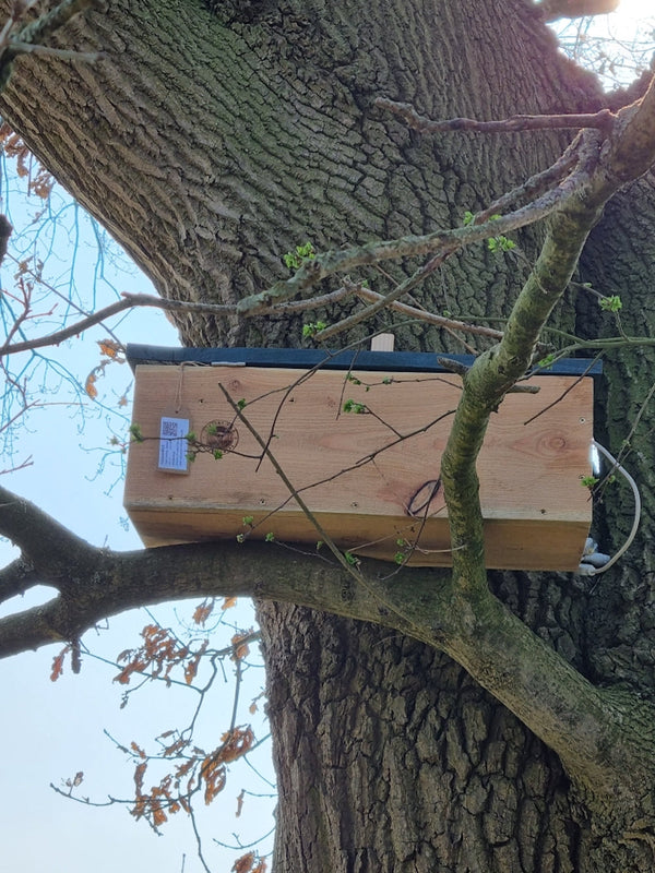 CaptureWILD - Steenuil