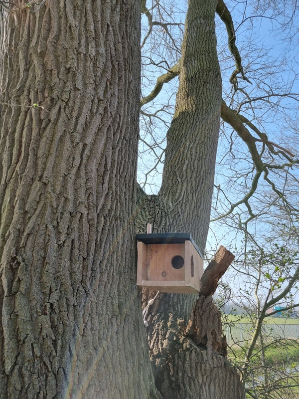 CaptureWILD - Steenuil