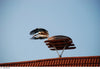 Nestmand van wilgentenen voor roofvogels, uilen en ooievaar – foto 8