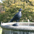Gietijzeren Vogelbeeldje Duif - Klassiek Tuinbeeld | Wildlife Garden