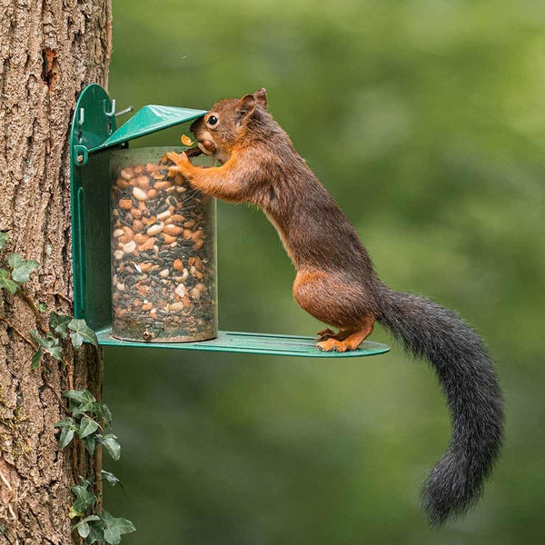 Eekhoornvoederhuisje Metaal Groen – Weerbestendig Voederhuis | CJ Wildlife