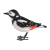 Grote bonte specht