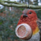 Pindakaashanger vogel