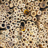 Insectennestriet in houtbeton behuizing – wilde bijen – foto 3