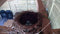 CaptureWILD - Camera set