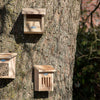 Roodborst Nestkast in Cadeaudoos | Esschert Design