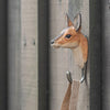Kledinghaak Ree – Decoratieve Houten Wandhaak | Wildlife Garden