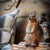 DecoBird - Marmot