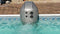 Interline aquajet 100 jetstream