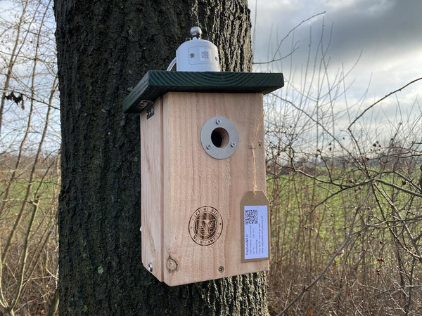 CaptureWILD - Pimpelmees