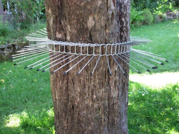 Kattengordel voor bomen