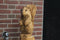 Houtsculptuur eekhoorn op stam